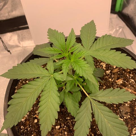 Dosidos  growlog timeline photo