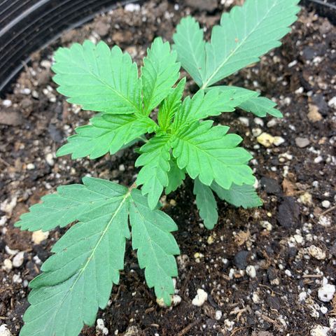 Dosidos  growlog timeline photo