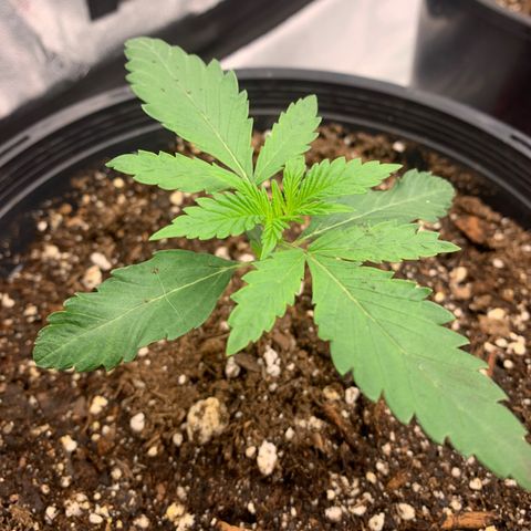 Dosidos #2 growlog timeline photo