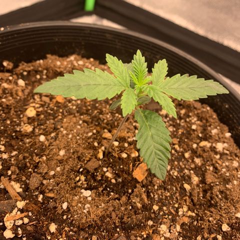 Dosidos #2 growlog timeline photo