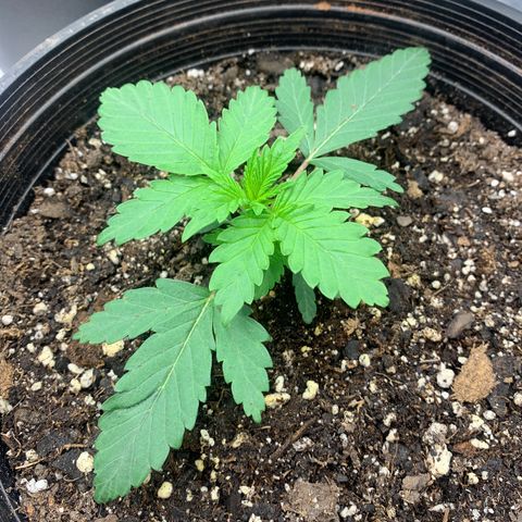 Dosidos  growlog timeline photo