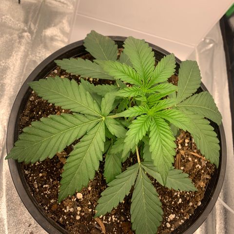 Dosidos  growlog timeline photo