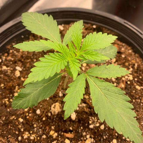 Dosidos #2 growlog timeline photo