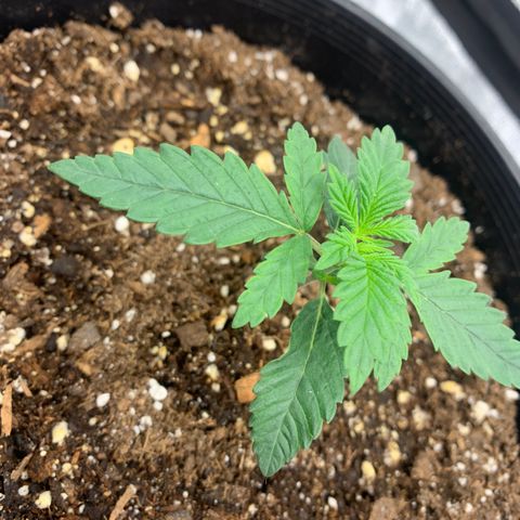 Dosidos #2 growlog timeline photo