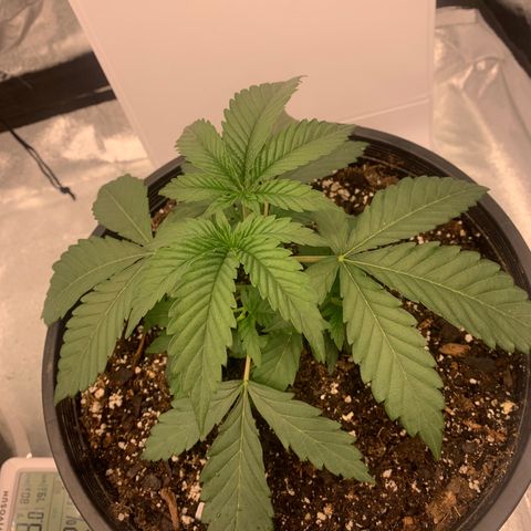Dosidos  growlog timeline photo