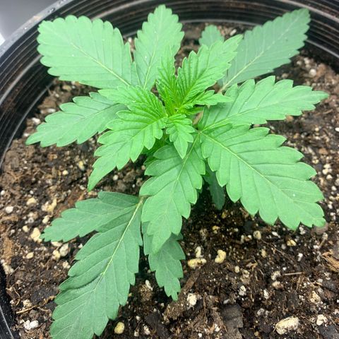 Dosidos  growlog timeline photo