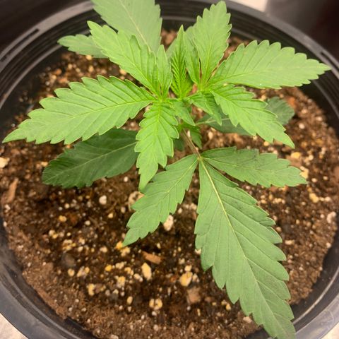 Dosidos #2 growlog timeline photo