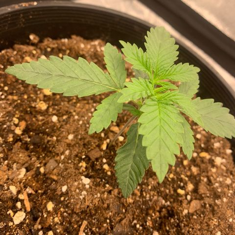 Dosidos #2 growlog timeline photo