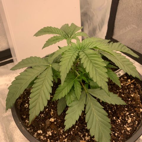 Dosidos  growlog timeline photo
