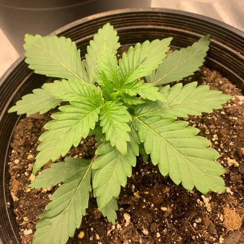Dosidos  growlog timeline photo