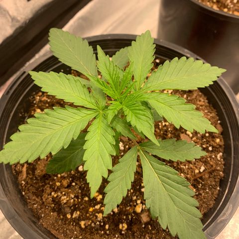 Dosidos #2 growlog timeline photo