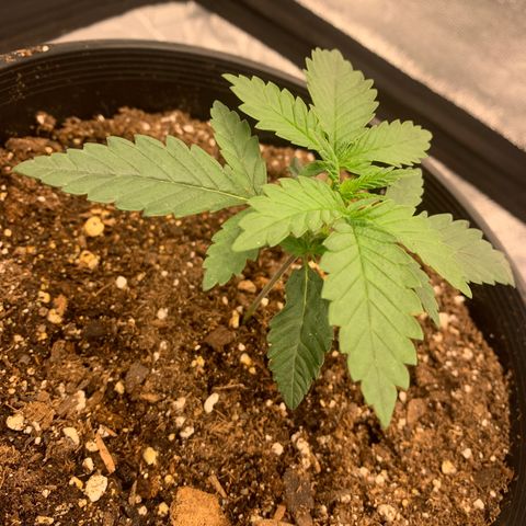 Dosidos #2 growlog timeline photo