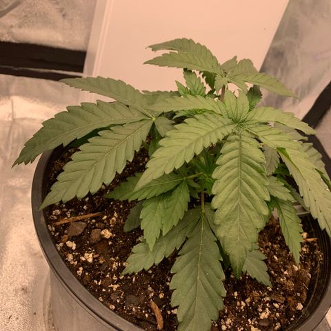 Dosidos  growlog timeline photo
