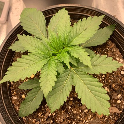 Dosidos  growlog timeline photo