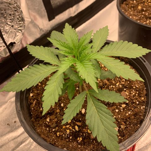 Dosidos #2 growlog timeline photo