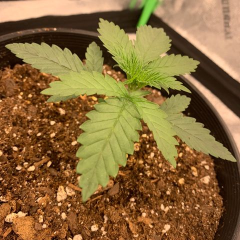 Dosidos #2 growlog timeline photo
