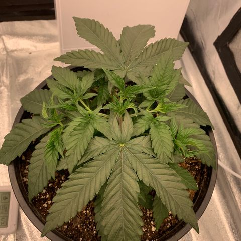 Dosidos  growlog timeline photo