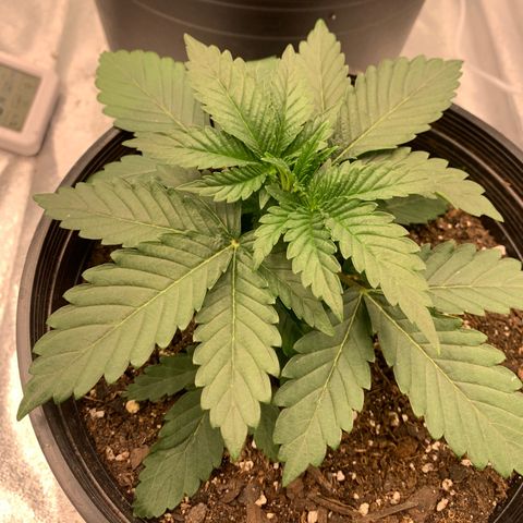 Dosidos  growlog timeline photo