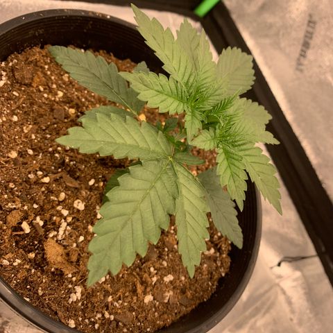Dosidos #2 growlog timeline photo