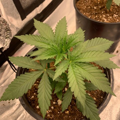 Dosidos #2 growlog timeline photo