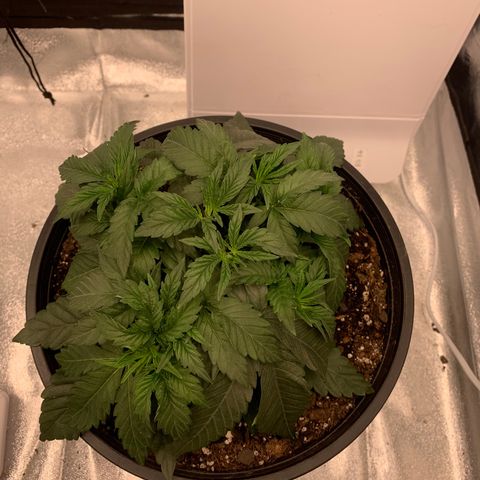 Dosidos  growlog timeline photo