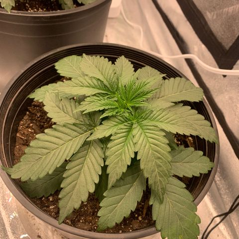 Dosidos  growlog timeline photo