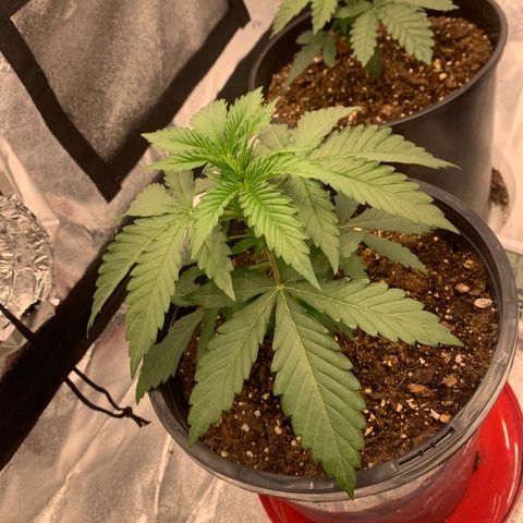 Dosidos #2 growlog timeline photo