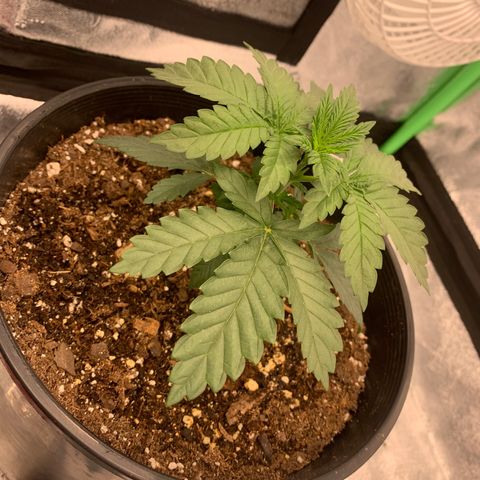 Dosidos #2 growlog timeline photo