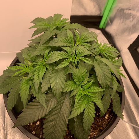 Dosidos  growlog timeline photo