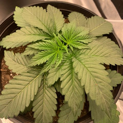 Dosidos  growlog timeline photo