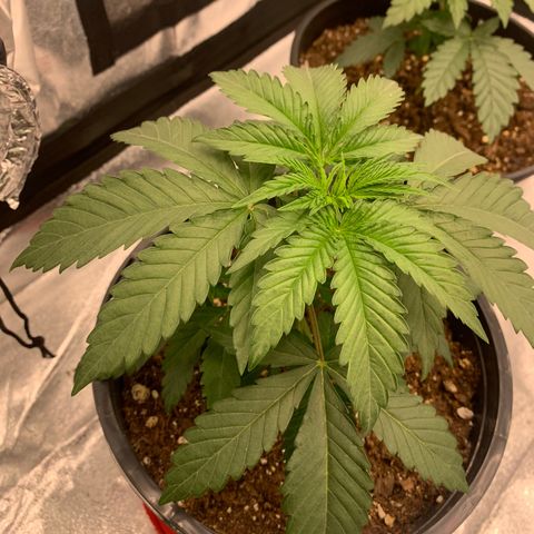 Dosidos #2 growlog timeline photo