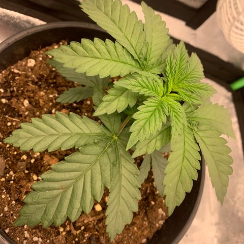Dosidos #2 growlog timeline photo