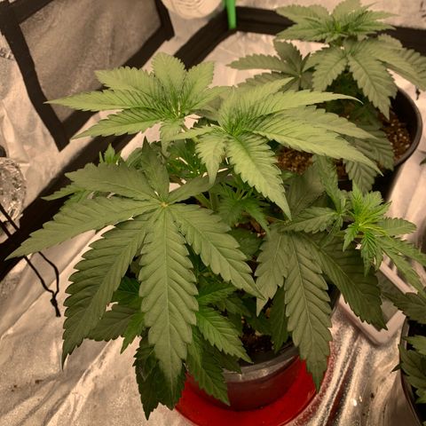 Dosidos #2 growlog timeline photo
