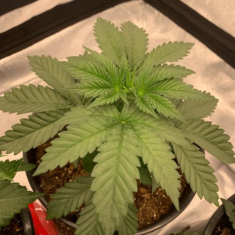 Dosidos #2 growlog timeline photo