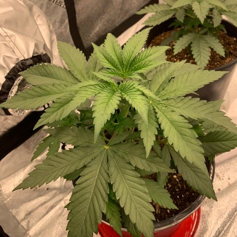 Dosidos #2 growlog timeline photo