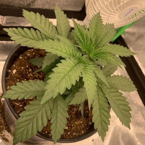 Dosidos #2 growlog timeline photo
