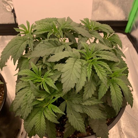 Dosidos  growlog timeline photo