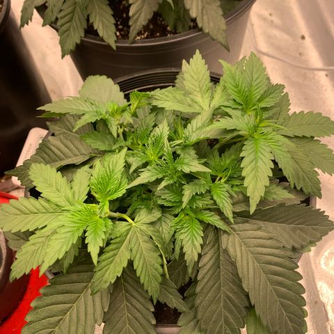 Dosidos  growlog timeline photo