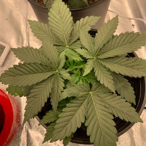 Dosidos  growlog timeline photo