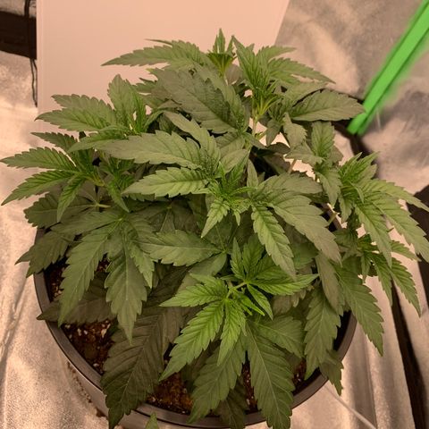 Dosidos  growlog timeline photo