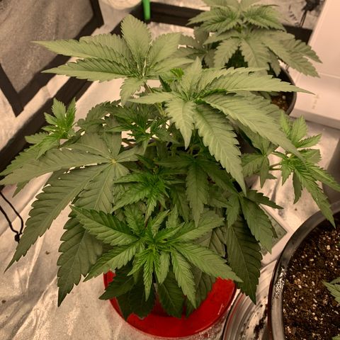 Dosidos #2 growlog timeline photo