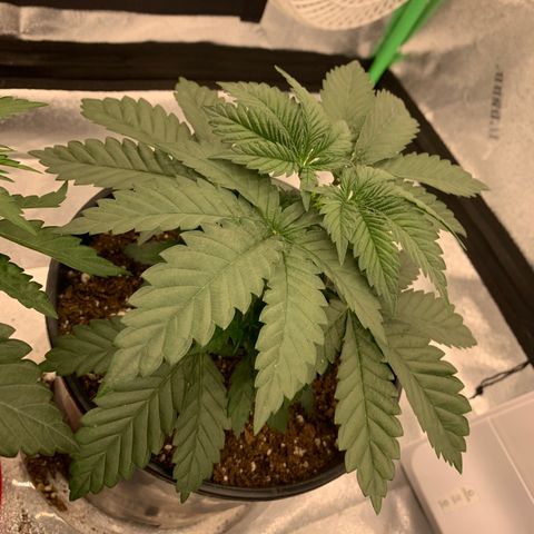 Dosidos #2 growlog timeline photo