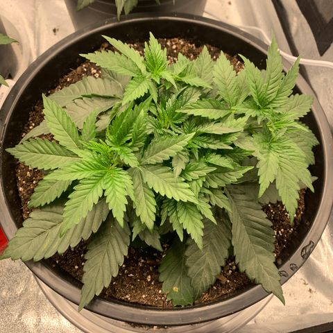 Dosidos  growlog timeline photo