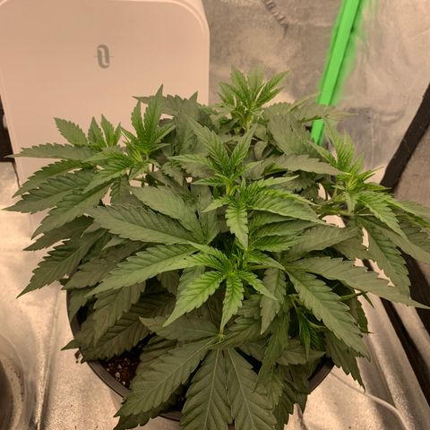 Dosidos  growlog timeline photo