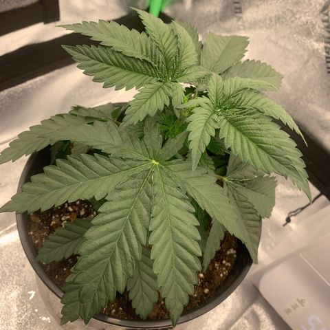 Dosidos #2 growlog timeline photo