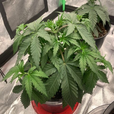 Dosidos #2 growlog timeline photo