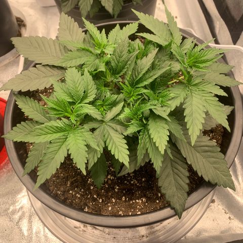 Dosidos  growlog timeline photo