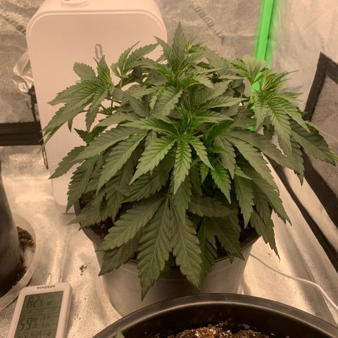 Dosidos  growlog timeline photo