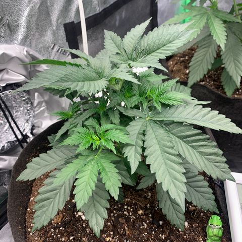 Dosidos #2 growlog timeline photo