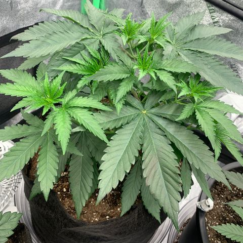 Dosidos #2 growlog timeline photo
